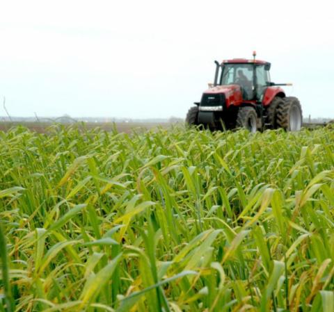 Fertilizer prices have reached record highs and a new report by the Agricultural and Food Policy Center at Texas A&amp;M University indicates they may go much higher in 2022. (Texas A&amp;M AgriLife Marketing and Communications photo by Blair Fannin)