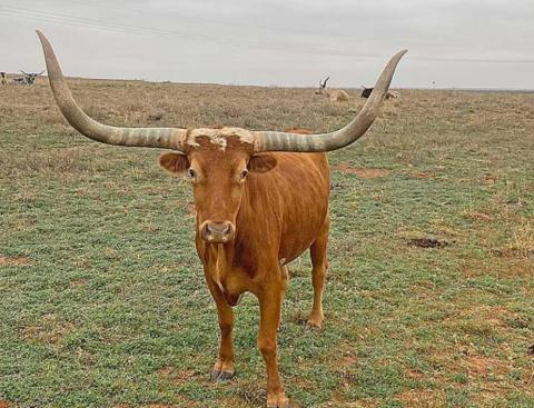 Longhorn