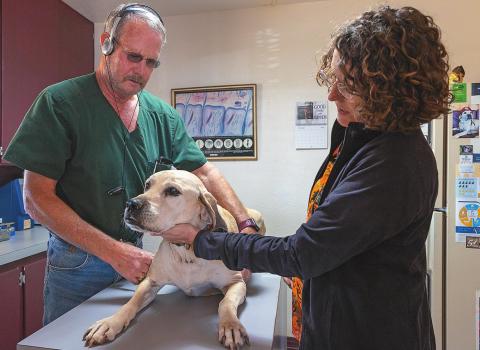 Rotan Veterinarian Dr. Vick Burk has been providing care for patients just like Bo for the last four decades with assistant Deana Bailey working along side him for near 30 years.