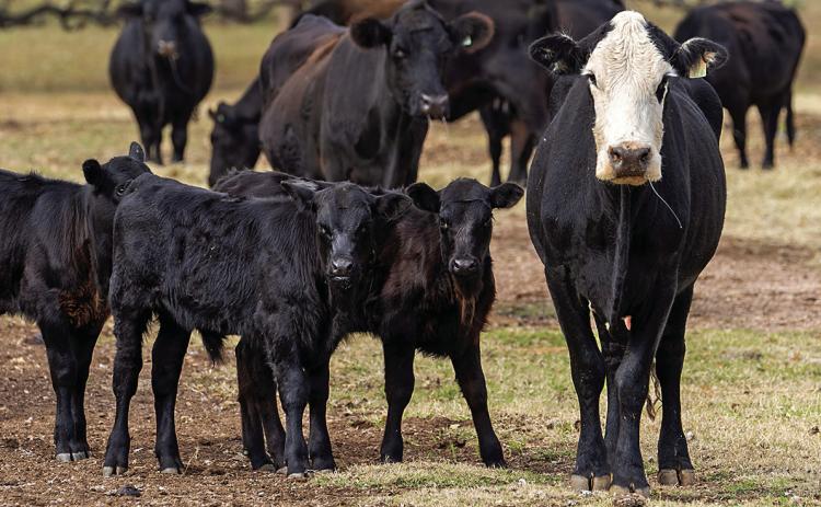 Calf prices are expected to climb once Texas cattle producers are convinced the drought is over and begin rebuilding their herds. (Texas A&amp;M AgriLife photo by Michael Miller)