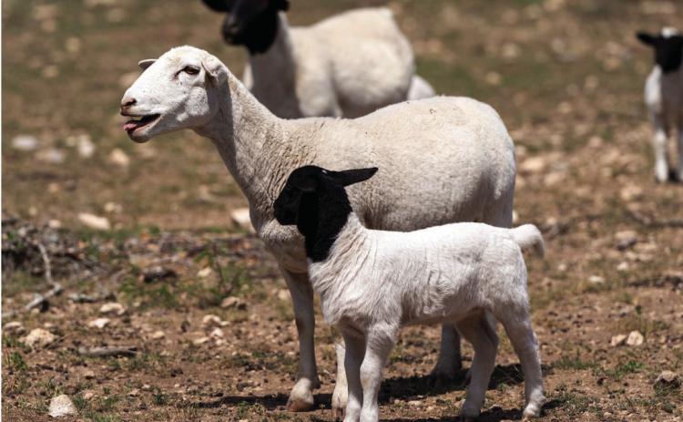 The Texas A&amp;M Veterinary Medical Diagnostic Laboratory urges producers to watch for signs of Q fever during the birthing season in sheep and goats. (Michael Miller/Texas A&amp;M AgriLife)