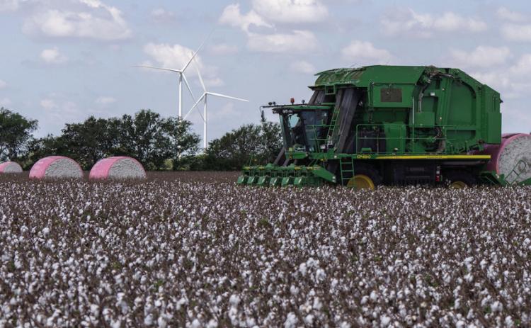 Texas cotton producers face early drought concerns and shifting market conditions heading into the 2026 planting season. (Michael Miller/Texas A&amp;M AgriLife)