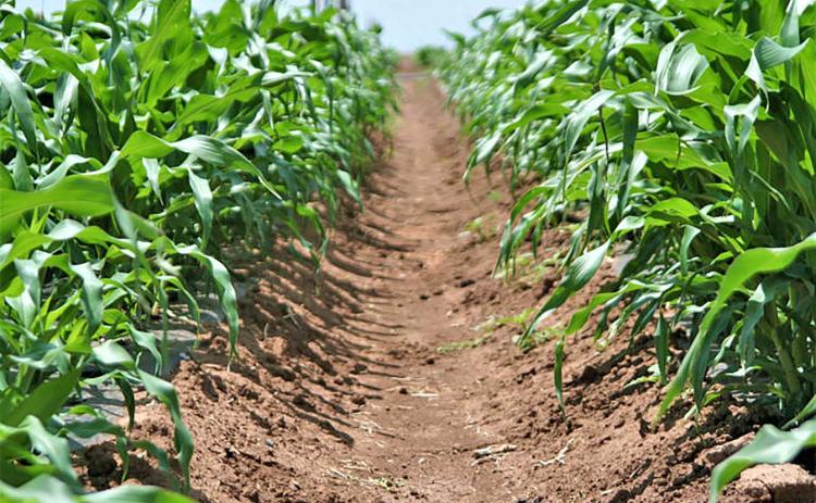 High Plains crop budgets, profitability tools released. (Texas A&M AgriLife photo)