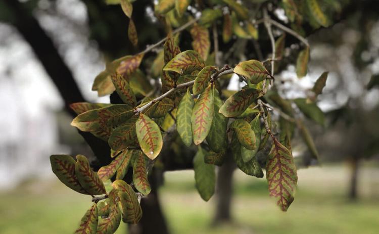 Leaves on diseased live oaks often develop chlorotic veins that eventually turn necrotic, a symptom called veinal necrosis. (Texas A&amp;M Forest Service)