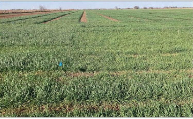 Wheat variety and nitrogen trials from Texas A&amp;M AgriLife near McGregor show good growth but need additional moisture. (Calvin Trostle/Texas A&amp;M
