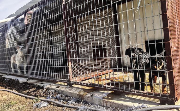 Dogs housed at the Rotan city pound remain in easily accessible kennels as the city waits on contractors to complete a county-funded perimeter fence, a delay officials say raises safety concerns.