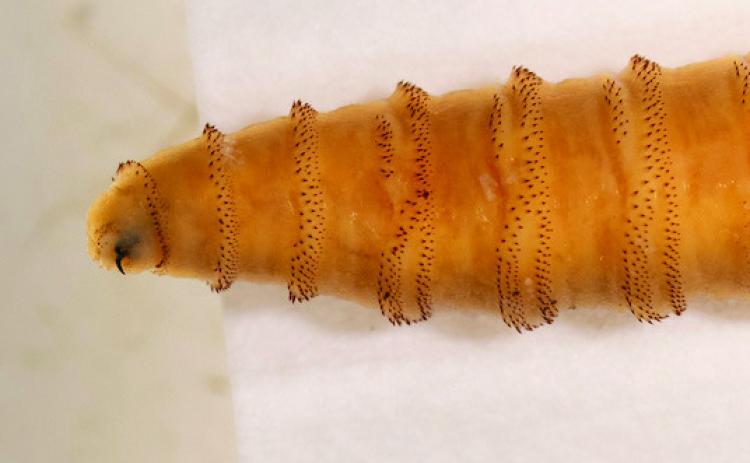 The Texas A&amp;M AgriLife Extension Service has released a new fact sheet, “Wildlife Monitoringand Management for New World Screwworm,” to help Texans monitor and report potential cases