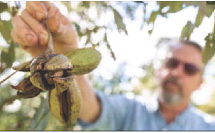 Pecan harvest is about to begin in parts of the state and will continue into winter. (Laura McKenzie/Texas A&amp;M AgriLife)