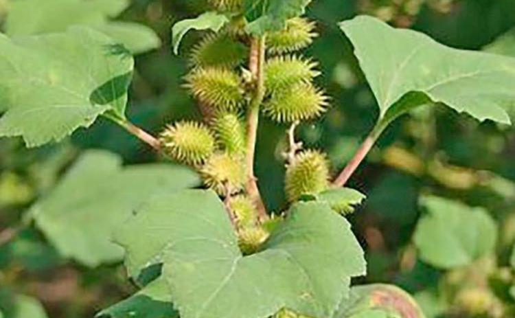 Livestock owners encouraged to be aware of potentially toxic plants