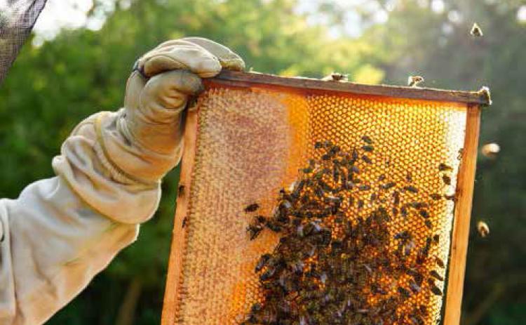 Sweet comeback for Texas honey harvest