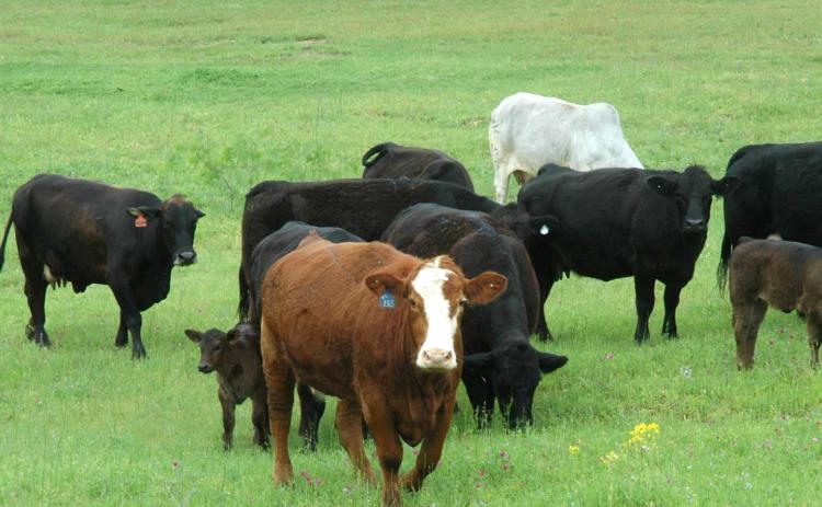 Texas A&amp;M AgriLife offers tool to analyze beef cattle operation performance. (Texas A&amp;M AgriLife photo)