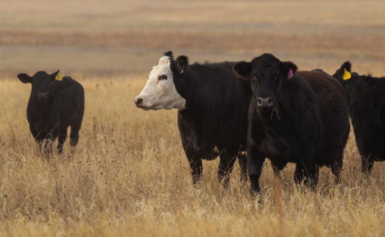 Researchers at the Texas A&amp;M Center for Grazinglands and Ranch Management are investigating the impact of adaptive grazing practices on landscapes enrolled in U.S. Department of Agriculture’s Conservation Reserve Program. (Texas A&amp;M AgriLife photo by Michael Miller)