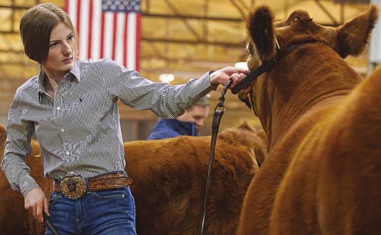 Taylor Jeffery showing her steer duing this year's Fisher County Stock Show
