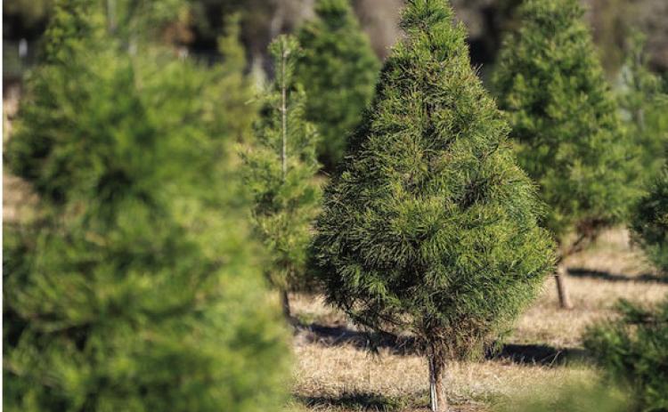 Texas Christmas tree farms continue to see high demand for choose-and-cut trees. (Laura McKenzie/Texas A&amp;M AgriLife)