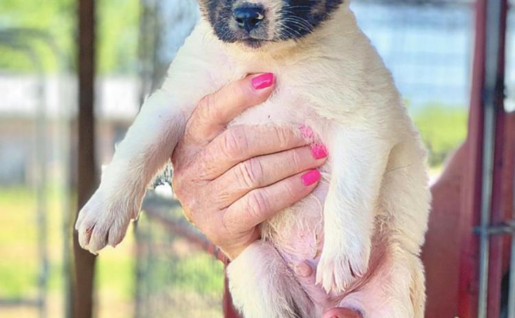 One of the 11 puppies in Aspermont looking for a forever home.