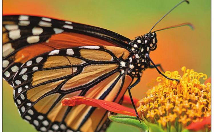 A course covering butterflies is now available for online learning. It covers the basics of butterflies, helps Texans to identify which species are in their region, and how to garden to attract them. (Texas A&amp;M AgriLife photo by Laura McKenzie)