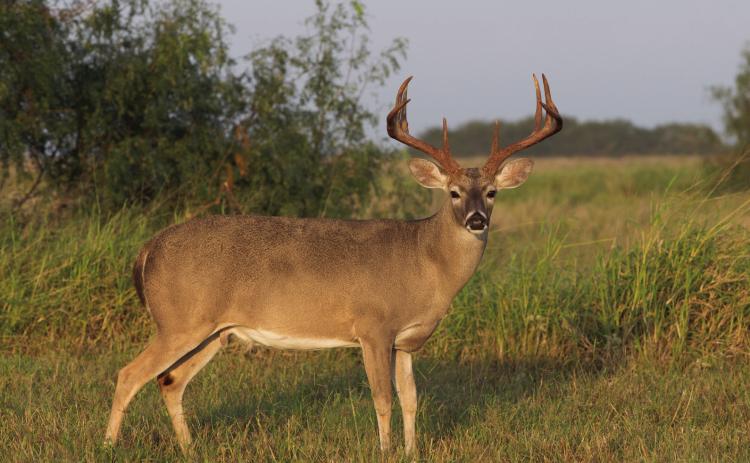 Timely spring rains and relatively mild summer temperatures set the stage for abundant forage and vegetative cover supporting multiple wildlife species ahead of the fall hunting season.