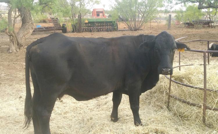 NOTICE OF ESTRAY ANIMAL