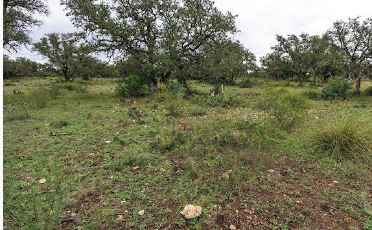 While the eastern portion of the state has received adequate precipitation to support warm-season forage growth, more than half of the state is in some form of drought, negatively impacting native range conditions. (Michael Miller/Texas A&amp;M AgriLife)
