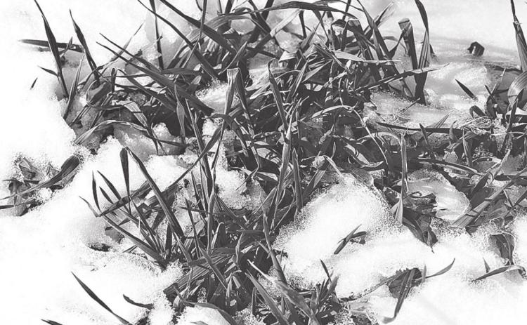 Snow-covered wheat in the High Plains. (Texas A&amp;M AgriLife photo by Kay Ledbetter)