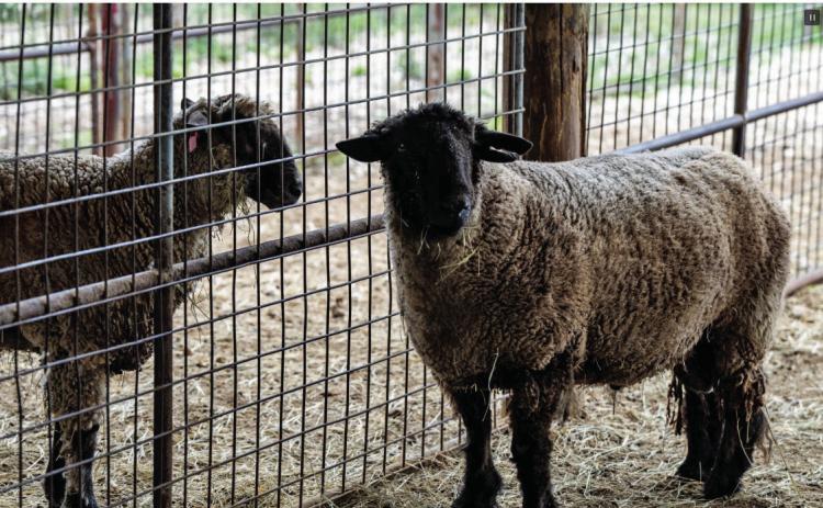 Texas sheep and goat producers are benefiting from strong market conditions in early 2025. (Courtney Sacco/Texas A&amp;M AgriLife)