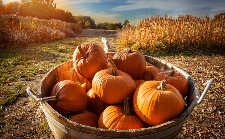 A bucket of freshly picked Texas pumpkins showcases this year’s strong harvest. Thanks to early rains and a dry July, growers in Floyd County say 2025 pumpkins are holding up better in both color and quality—just in time for Halloween.
