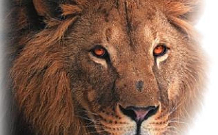 Meet the Lions 2021