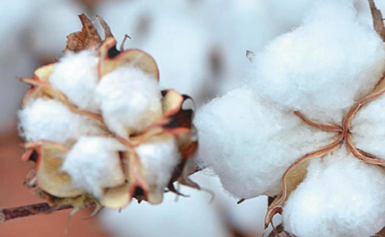 Prices good, drought bad for Texas cotton