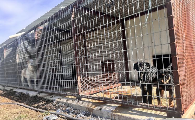 Dogs housed at the Rotan city pound remain in easily accessible kennels as the city waits on contractors to complete a county-funded perimeter fence, a delay officials say raises safety concerns.
