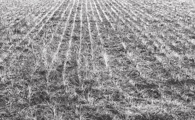A new wheat crop grows after the cover crop was grazed off. (Texas A&amp;M AgriLife photo by Paul DeLaune)