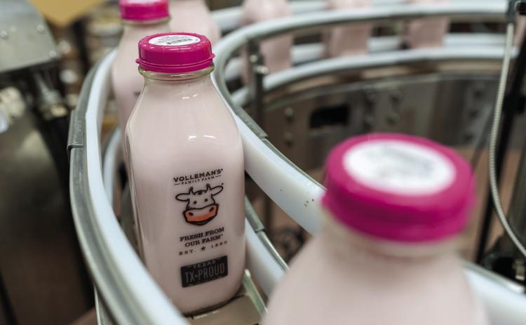 The Volleman family has operated their dairy farm in Gustine since 1993. (Texas A&amp;M AgriLife photos by Michael Miller)