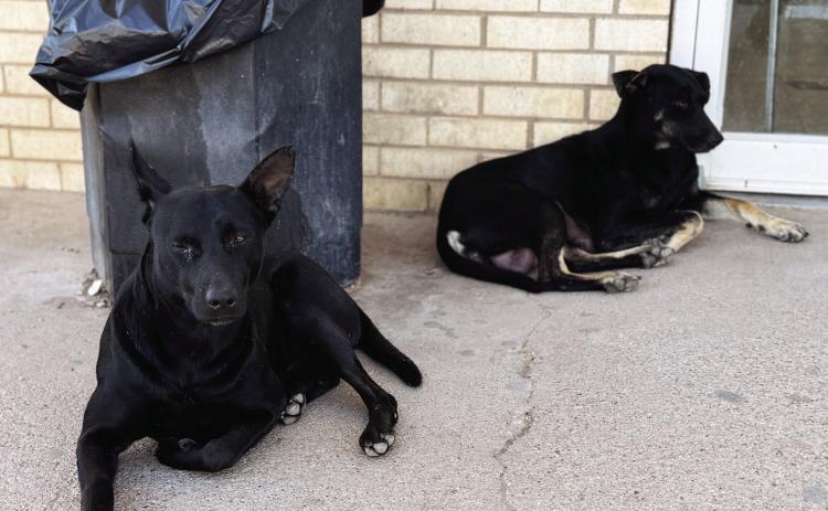 These two homeless K-9s have become familiar faces around local convenience stores in Rotan. The young female pictured here appears to have recently given birth to a litter somewhere in the neighborhood.