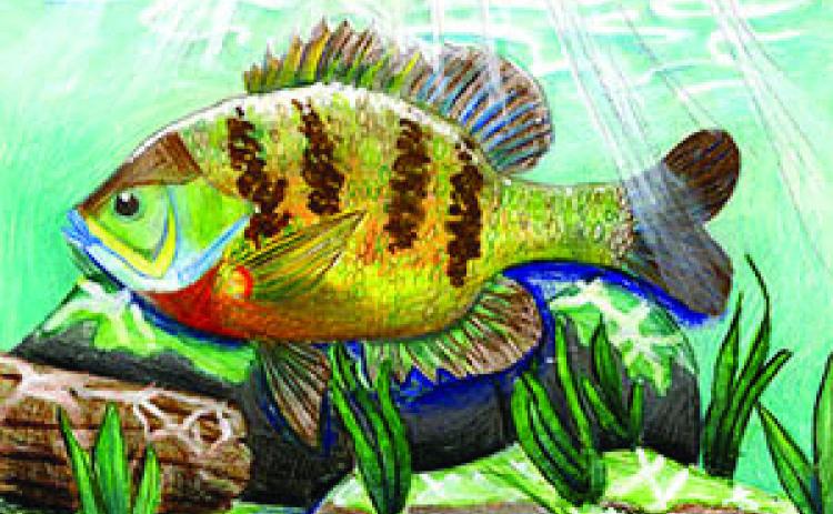 K- 12th grade students: Can you draw a fish?