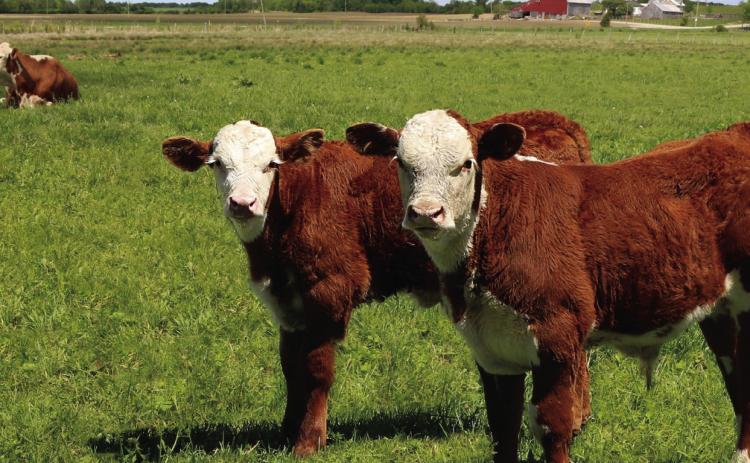 According to Texas A&amp;M AgriLife Extension Service experts, cow/calf producers are realizing strong calf sale prices as a result of strong consumer demand for beef and low cattle supplies.