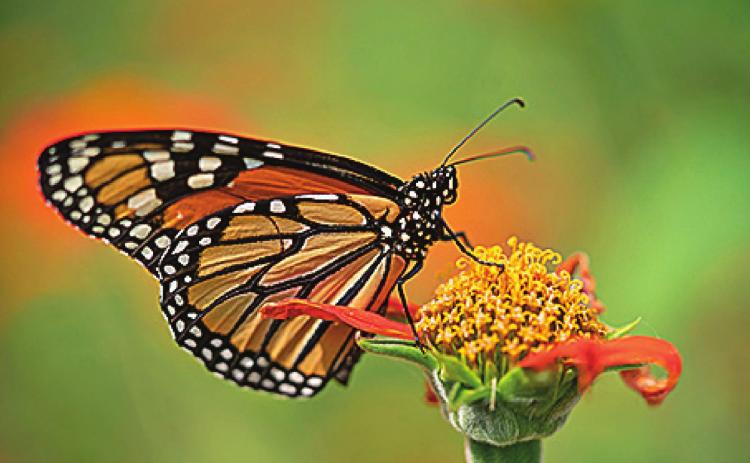 The monarch butterfly has been placed on the International Union for the Conservation of Nature’s Red List as endangered. (Texas A&amp;M AgriLife photo by Laura McKenzie