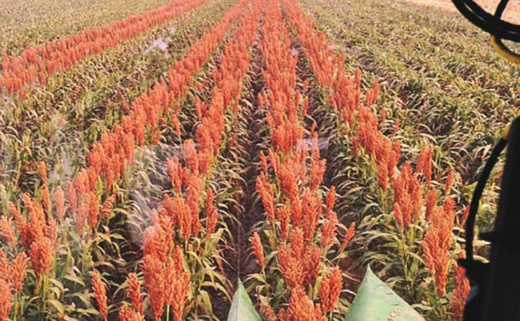 Sorghum harvest during a previous season. (Texas A&amp;M AgriLife photo by Ronnie Schnell)