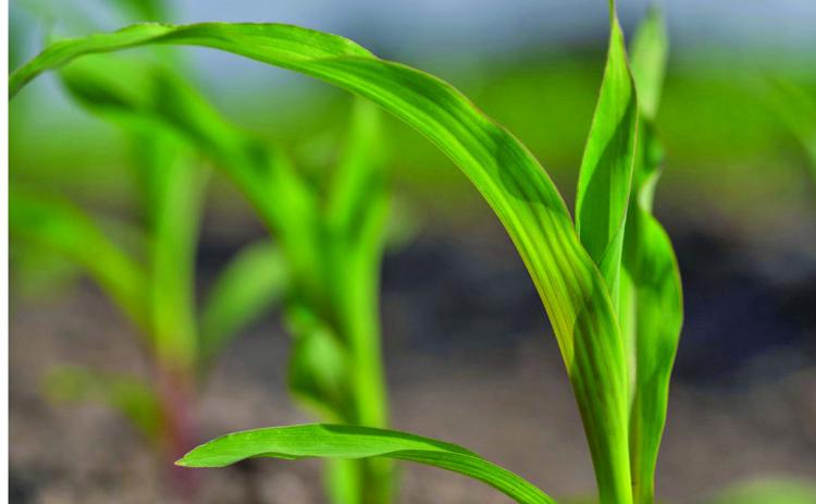 The corn crop is shaping up well across the state in areas that received recent rains. While prices are strong now, they are not expected to remain as high as they are under market pressures. (Michael Miller/Texas A&amp;M AgriLife)