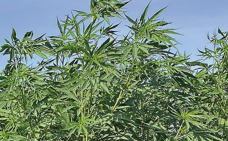The issues facing industrial hemp will be addressed at the Sept. 28 program and a tour of field trials will also take place. (Texas A&amp;M AgriLife photo by Calvin Trostle)