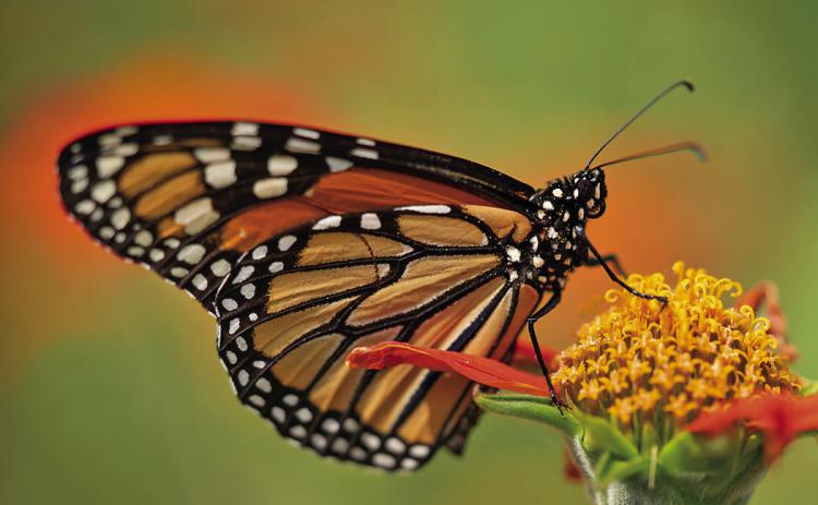 Monarch butterflies are making their last appearance for the year through the southwest regions of Texas before migrating to Mexico. (Texas A&amp;M AgriLife photo by Laura McKenzie)