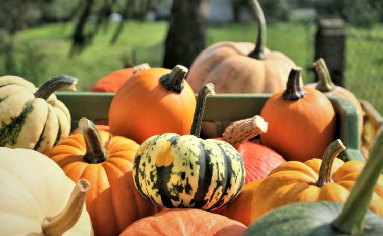 Pumpkin growers are expanding their variety offerings from the traditional orange jack-o-lantern to meet growing demand for the decorative fruit.