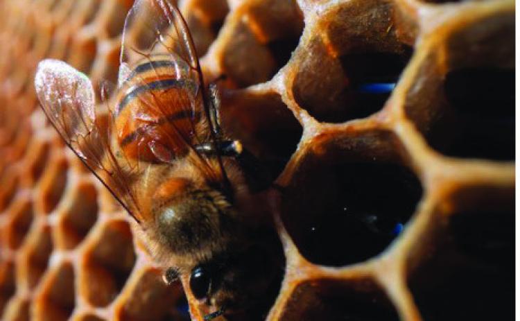 The 2024 fall honey harvest is wrapping up and and numbers appear to be rebuilding after a tough 2023 for honeybees. (Michael Miller/Texas A&amp;M AgriLife)
