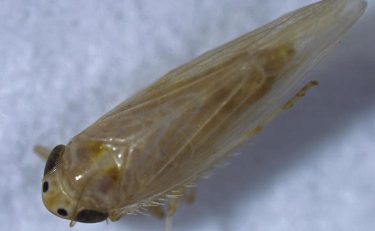 Corn leafhopper was a problem in some Texas corn-growing regions and other states in 2024 threatening both yields and grain quality. (Texas A&amp;M AgriLife)