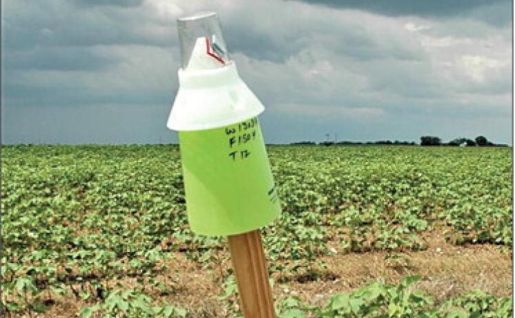 A boll weevil pheromone trap at the edge of a cotton field. Traps continue to monitor the pest across the Cotton Belt to prevent its reintroduction. (Texas A&amp;M AgriLife photo by Ray Frisbie)