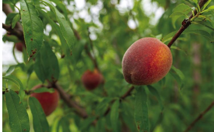 Fruit trees, including peaches and plums, rely on a period of winter dormancy, triggered by a specific number of “chill hours” or periods of cold weather that help trees reset and prepare for spring growth. (Michael Miller/Texas A&amp;M AgriLife Marketing and Communications)