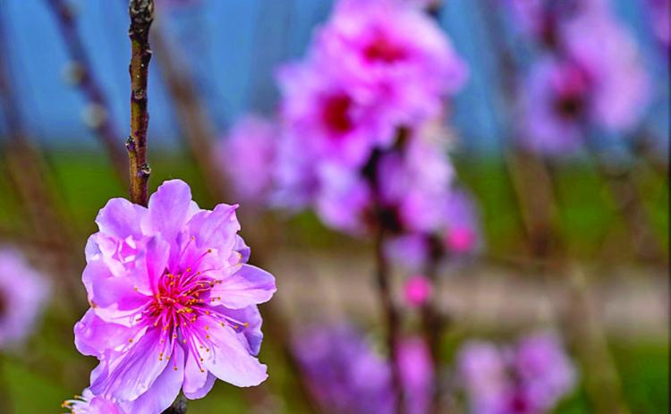 Adequate chill hours allow for healthy blooms that translate into good fruit sets. Unfortunately, much of the state’s peach-producing areas received inadequate chill hours that will greatly impact fruit yields. (Texas A&amp;M AgriLife photo by Michael Miller)