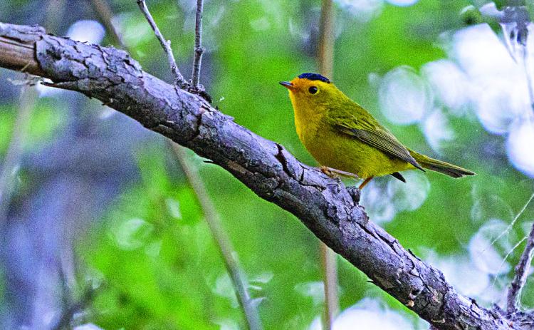A Wilson’s warbler sits on a tree branch in Del Rio. The Warbler Week webinar series covers different aspects of the warbler species. (Texas A&amp;M AgriLife photo by Michael Miller)