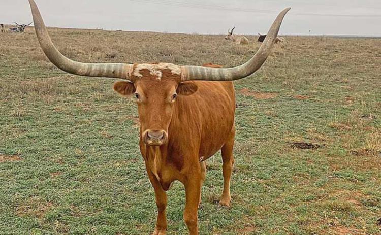Longhorn