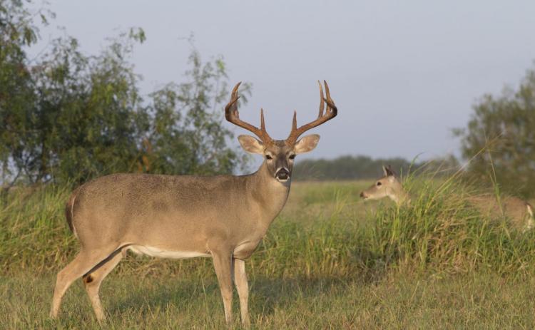 Hunters prepare for opening day of deer season